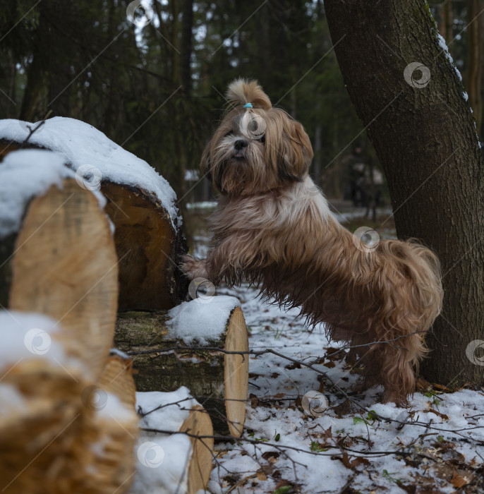 Скачать собака породы ши-тцу фотосток Ozero