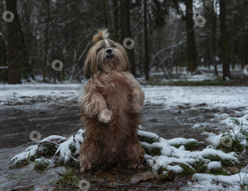Скачать собака породы ши-тцу фотосток Ozero