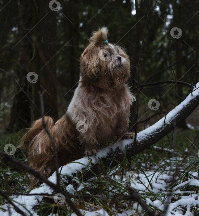 Скачать собака породы ши-тцу фотосток Ozero