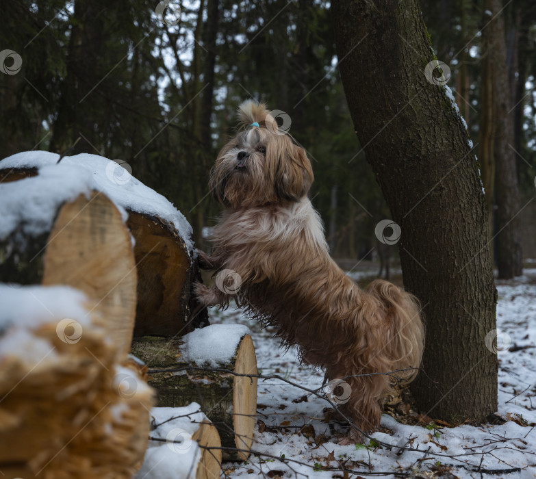 Скачать собака ши тцу фотосток Ozero
