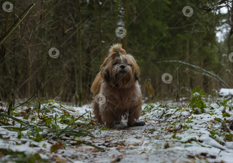 Скачать собака ши тцу фотосток Ozero