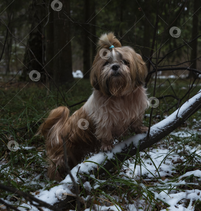 Скачать собака ши тцу фотосток Ozero