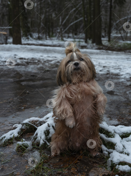 Скачать собака породы ши-тцу фотосток Ozero