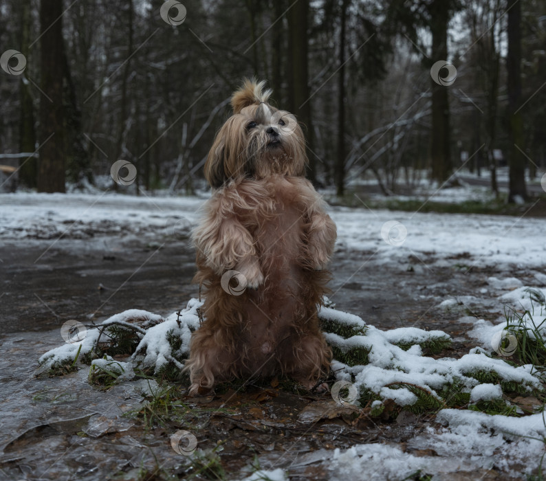 Скачать собака ши тцу фотосток Ozero