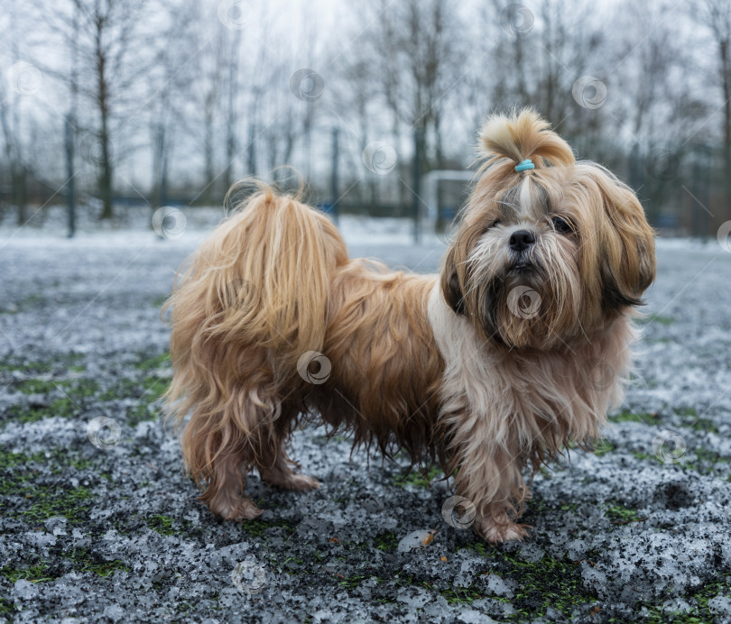 Скачать собака ши тцу фотосток Ozero