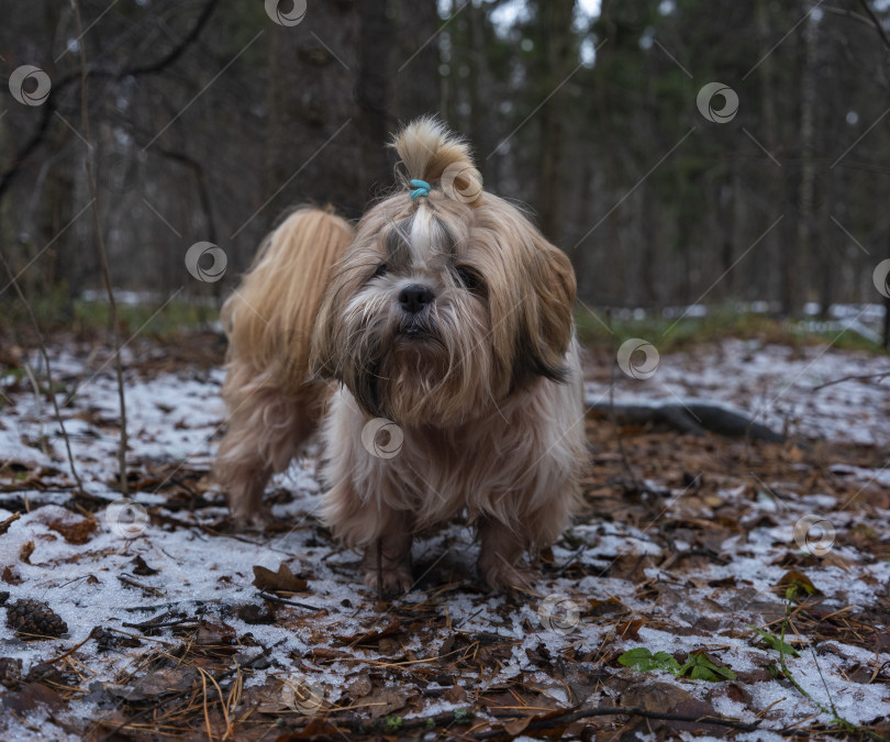 Скачать собака ши тцу фотосток Ozero