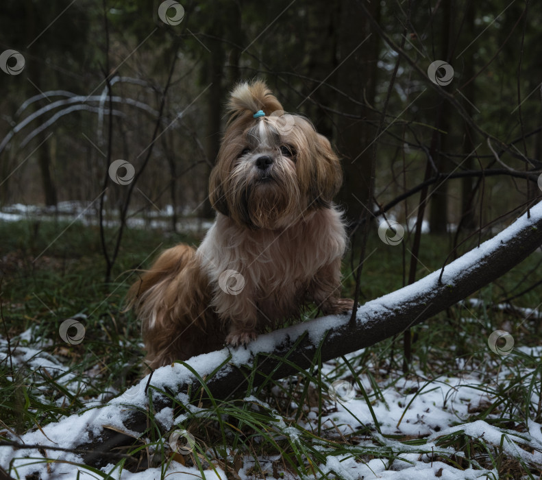 Скачать собака породы ши-тцу фотосток Ozero