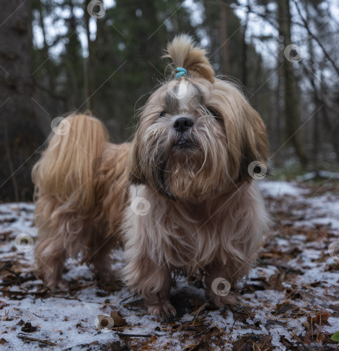 Скачать собака ши тцу фотосток Ozero