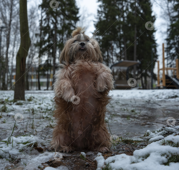 Скачать собака ши тцу фотосток Ozero