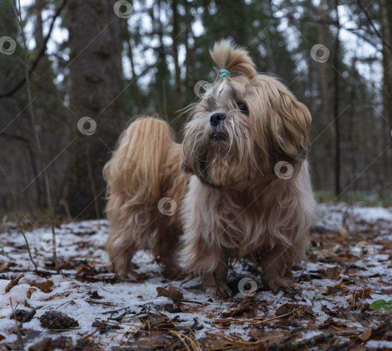 Скачать собака породы ши-тцу фотосток Ozero