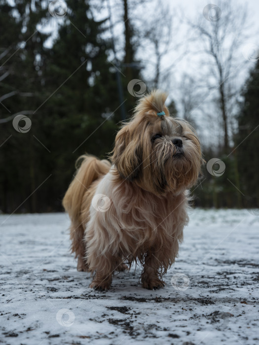 Скачать собака ши тцу фотосток Ozero