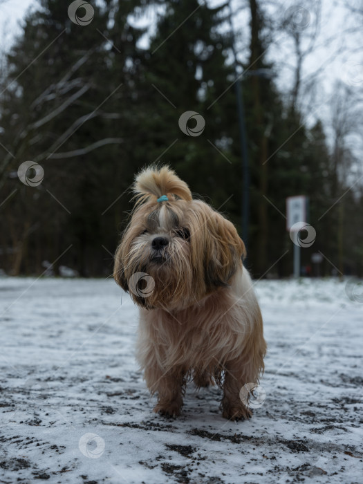 Скачать собака ши тцу фотосток Ozero