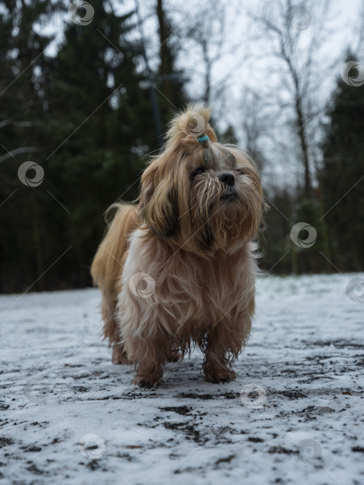 Скачать собака породы ши-тцу фотосток Ozero