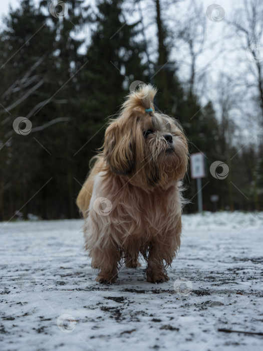 Скачать собака ши тцу фотосток Ozero