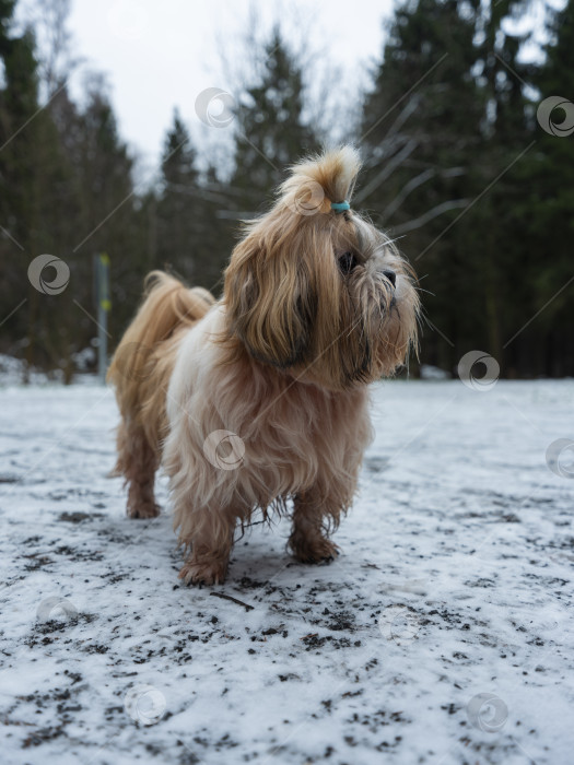 Скачать собака породы ши-тцу фотосток Ozero
