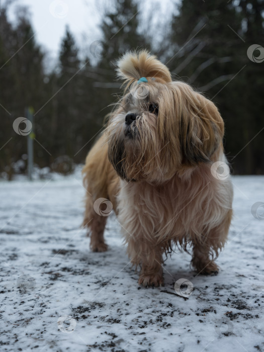 Скачать собака породы ши-тцу фотосток Ozero