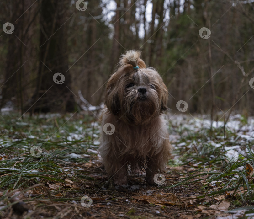 Скачать собака породы ши-тцу фотосток Ozero
