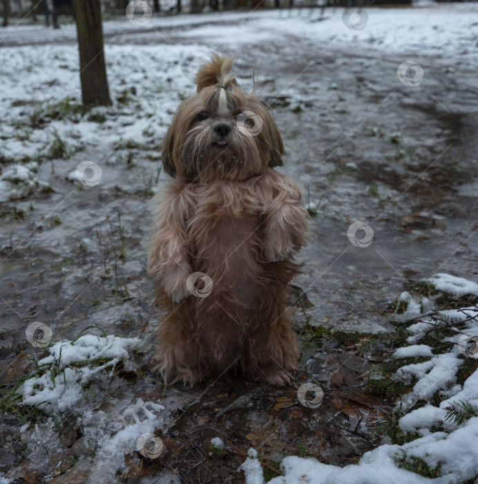 Скачать собака породы ши-тцу фотосток Ozero