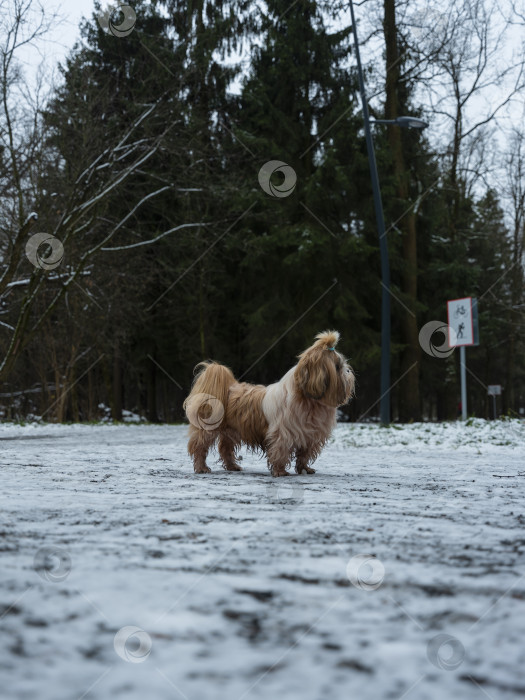 Скачать собака ши тцу фотосток Ozero
