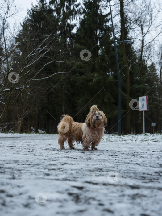 Скачать собака ши тцу фотосток Ozero