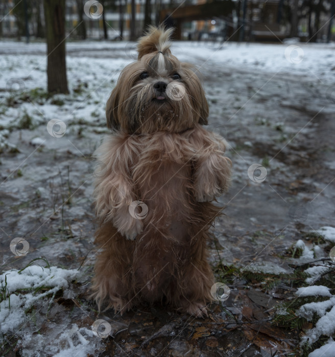 Скачать собака породы ши-тцу фотосток Ozero