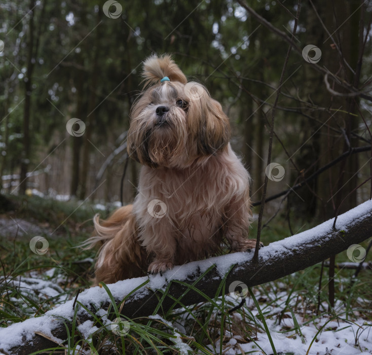 Скачать собака ши тцу фотосток Ozero