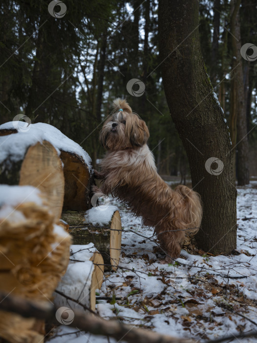 Скачать собака ши тцу фотосток Ozero