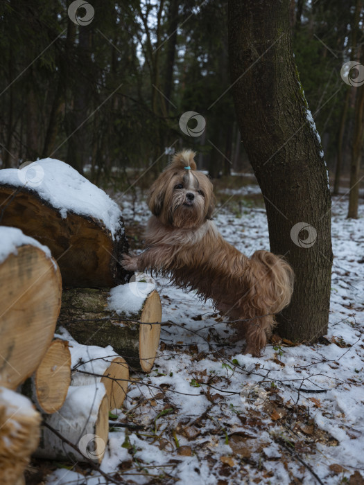 Скачать собака ши тцу фотосток Ozero