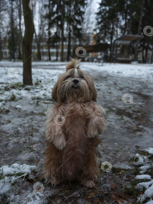 Скачать собака ши тцу фотосток Ozero