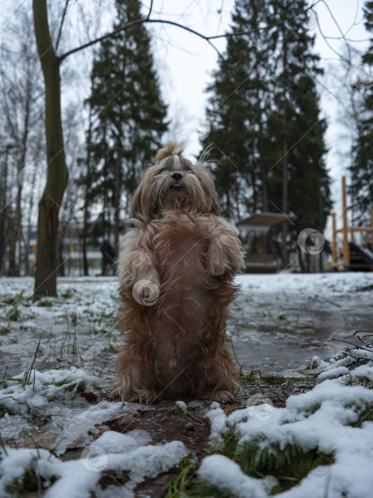 Скачать собака ши тцу фотосток Ozero
