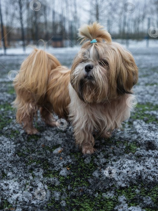 Скачать собака породы ши-тцу фотосток Ozero