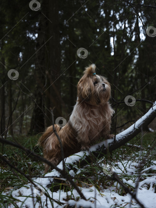 Скачать собака ши тцу фотосток Ozero