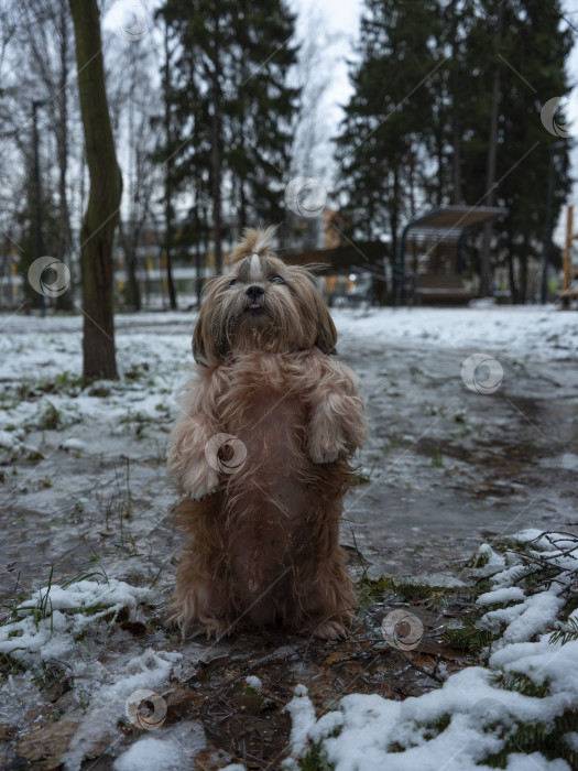 Скачать собака ши тцу фотосток Ozero