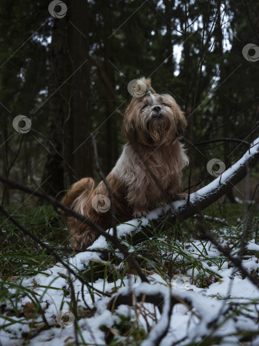 Скачать собака ши тцу фотосток Ozero