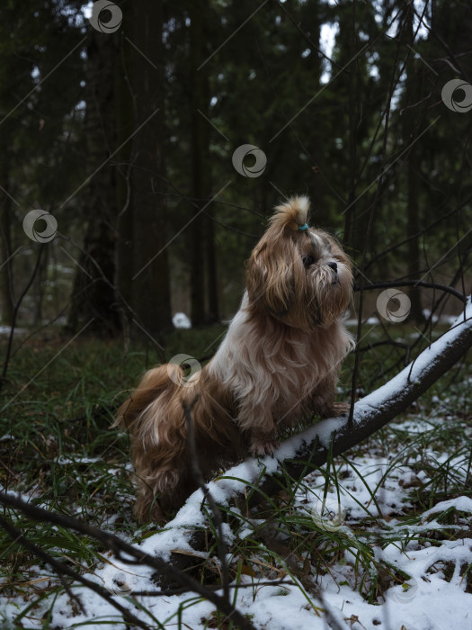 Скачать собака ши тцу фотосток Ozero