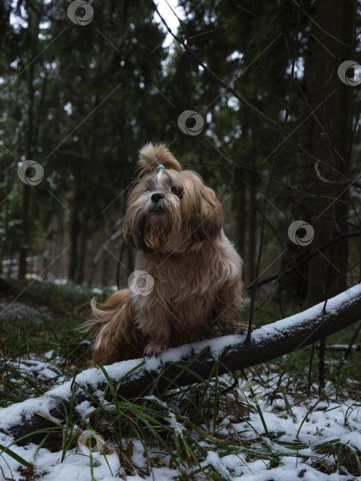 Скачать собака породы ши-тцу фотосток Ozero