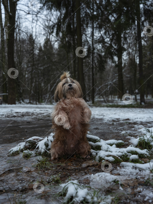 Скачать собака ши тцу фотосток Ozero