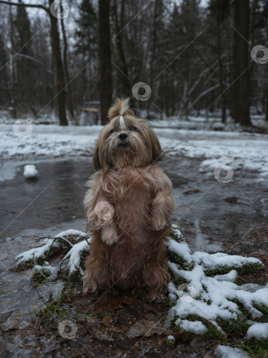 Скачать собака породы ши-тцу фотосток Ozero