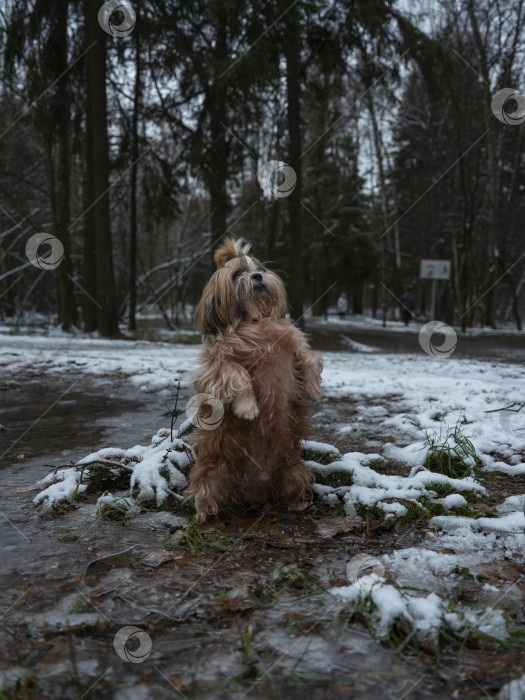 Скачать собака ши тцу фотосток Ozero