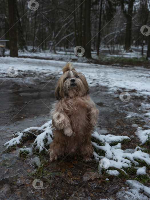 Скачать собака ши тцу фотосток Ozero