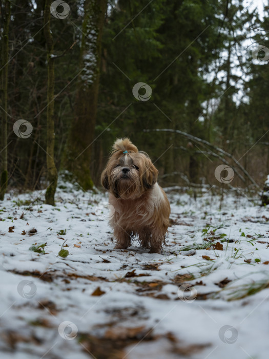 Скачать собака породы ши-тцу фотосток Ozero
