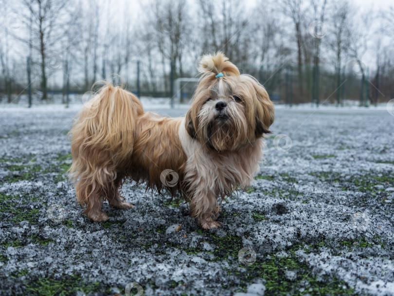 Скачать собака ши тцу фотосток Ozero