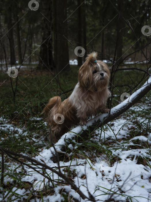 Скачать собака ши тцу фотосток Ozero