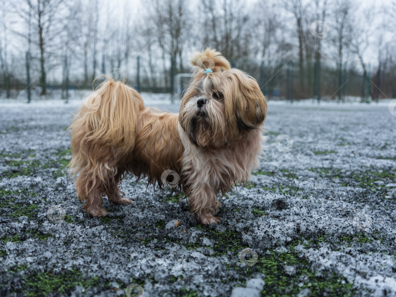 Скачать собака ши тцу фотосток Ozero