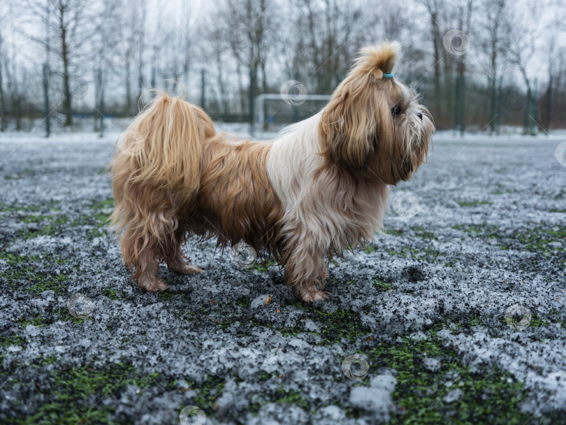 Скачать собака породы ши-тцу фотосток Ozero