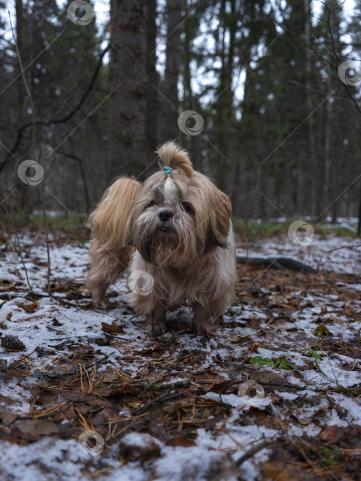 Скачать собака породы ши-тцу фотосток Ozero