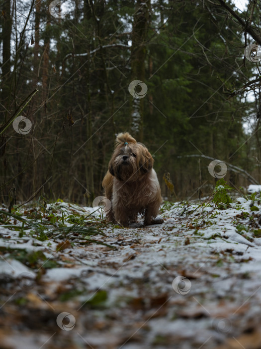 Скачать собака породы ши-тцу фотосток Ozero