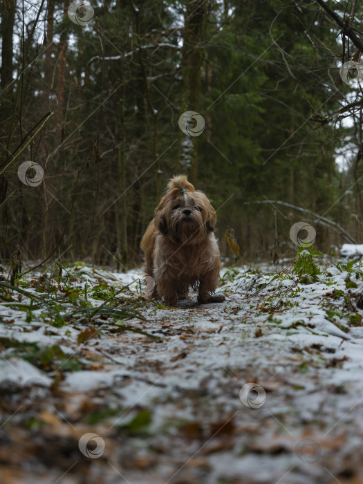 Скачать собака породы ши-тцу фотосток Ozero