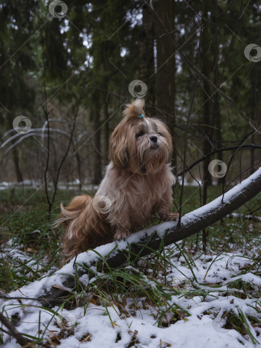 Скачать собака ши тцу фотосток Ozero