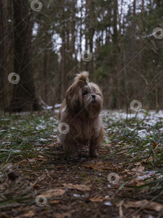 Скачать собака ши тцу стоит на снежной дороге в парке зимой фотосток Ozero